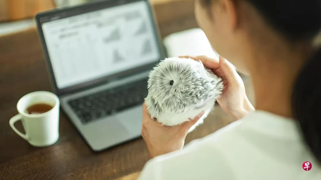 日本AI宠物机器人Moflin走红