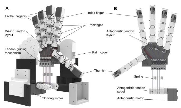 双肌腱设计，仅需2个执行器？布里斯托大学与比萨大学联合研发拟人化机械手，可模仿人类手势实现自适应抓握！