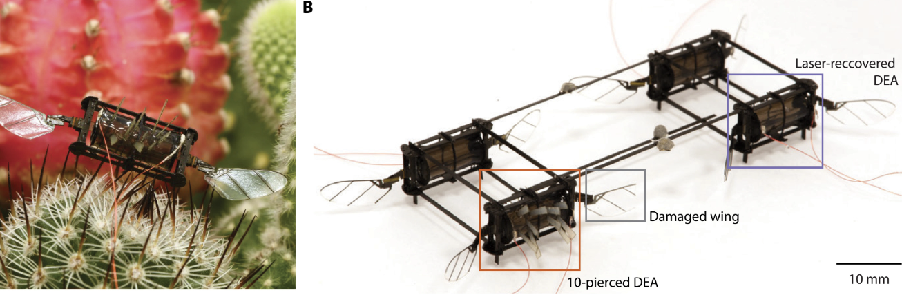 Science Robotics 封面论文：重创微型飞行机器人的介电弹性驱动器，依旧坚挺！