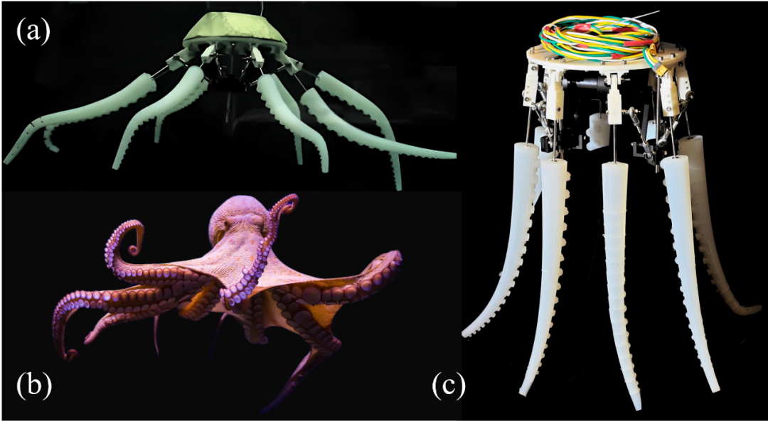  峰值速度314毫米/秒！新加坡国立大学研究团队构建新型仿生章鱼游泳机器人，实现驱动结构简化与性能提升！