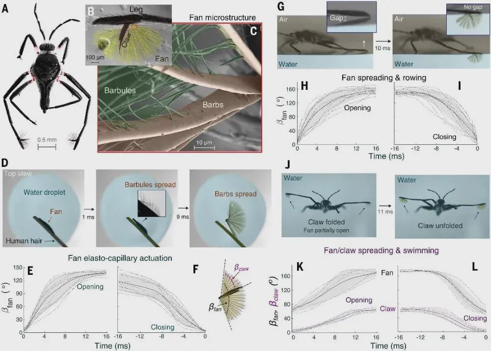 Science重磅：1毫克机器人偷师水虫，伯克利等破解毫秒变形密码
