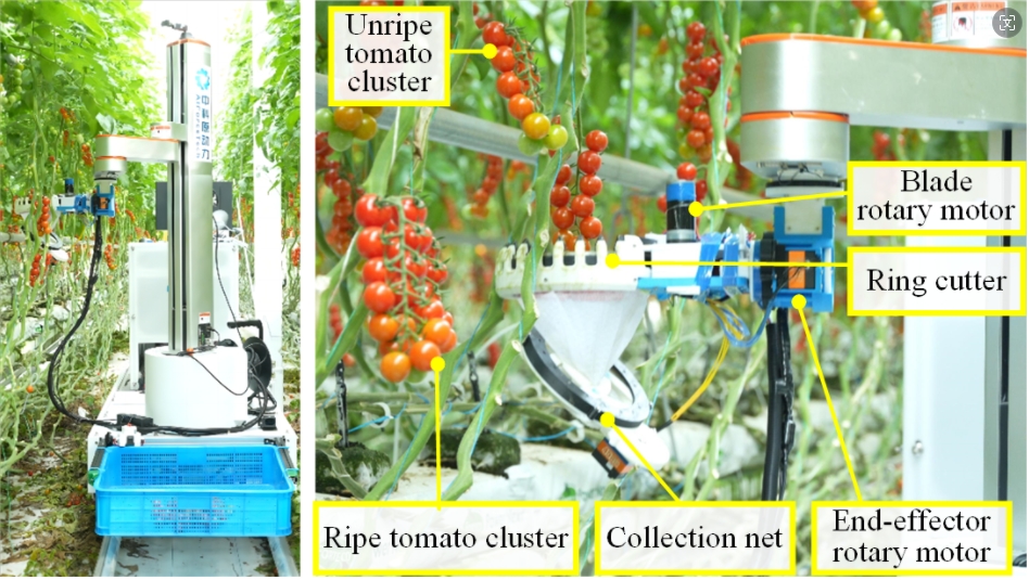 采摘成功率86.67%！北京工业大学×中科原动力联合推出番茄采摘自主机器人AHPPEBot，实现32.46秒快速采摘！