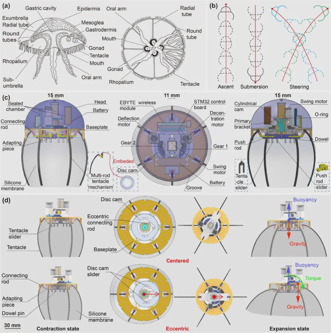 IJRR发表！仿生机器人新突破，中国团队研发出一款轻量化“仿生水母机器人”，仅重287克