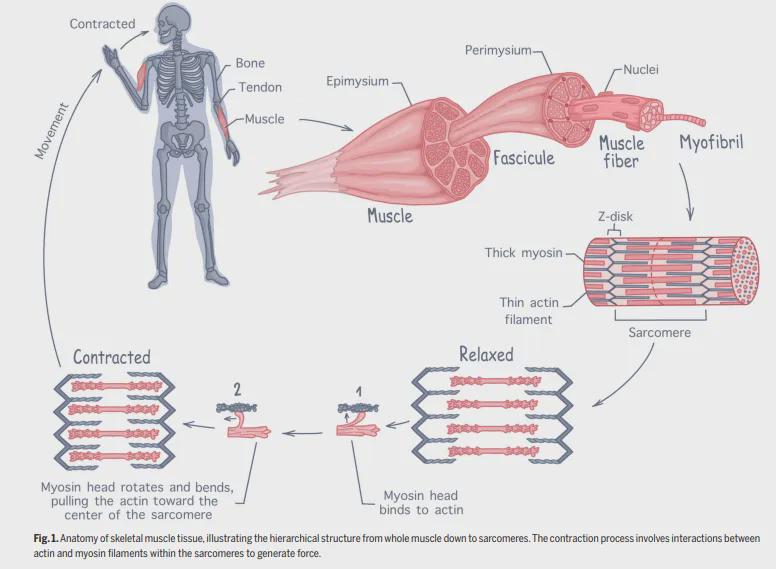当人造肌肉遇上机器人：牛津大学最新综述揭示组织工程与生物机器人的双向奔赴
